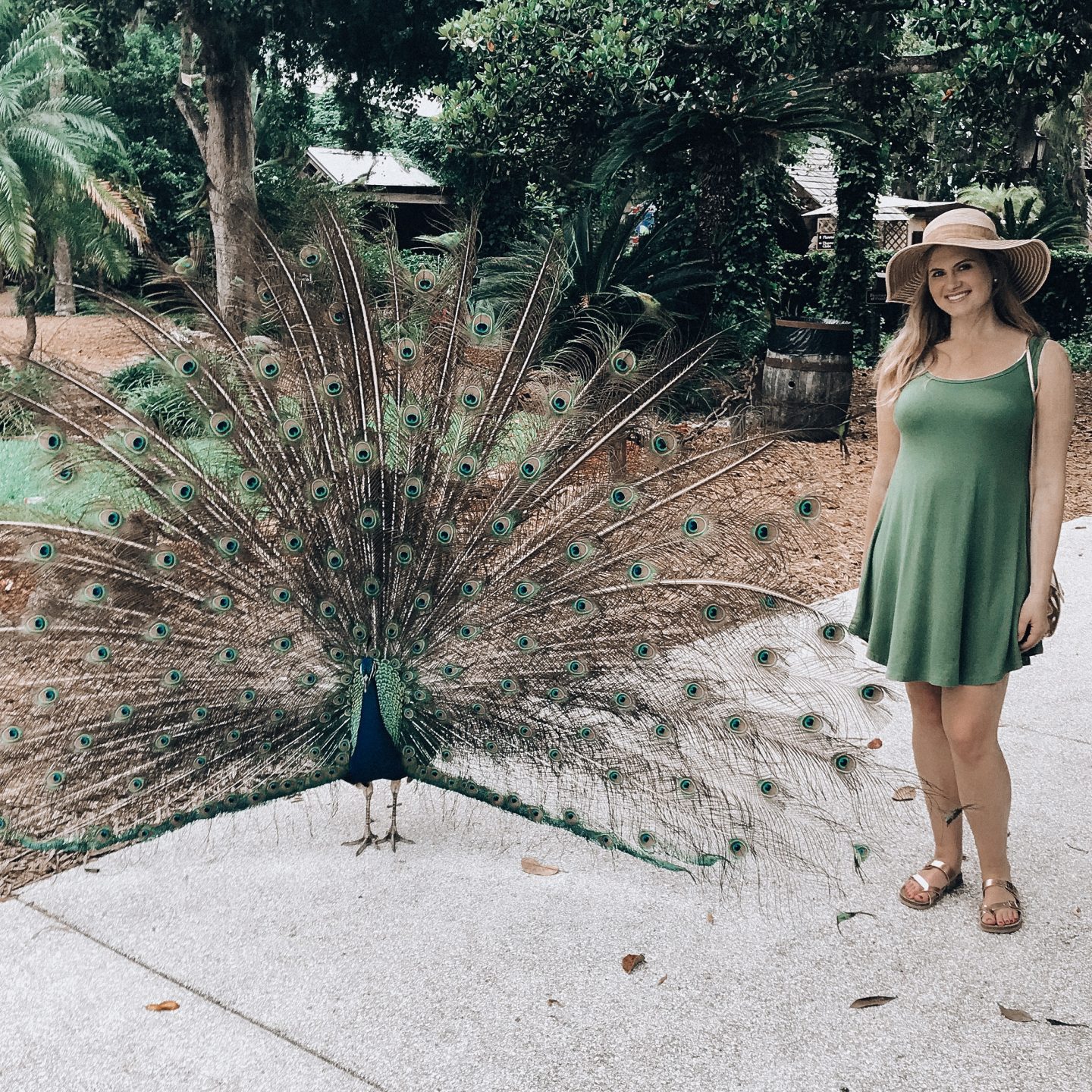 St. Augustine Fountain Of Youth Peacock
