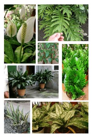 Best plants for low-light