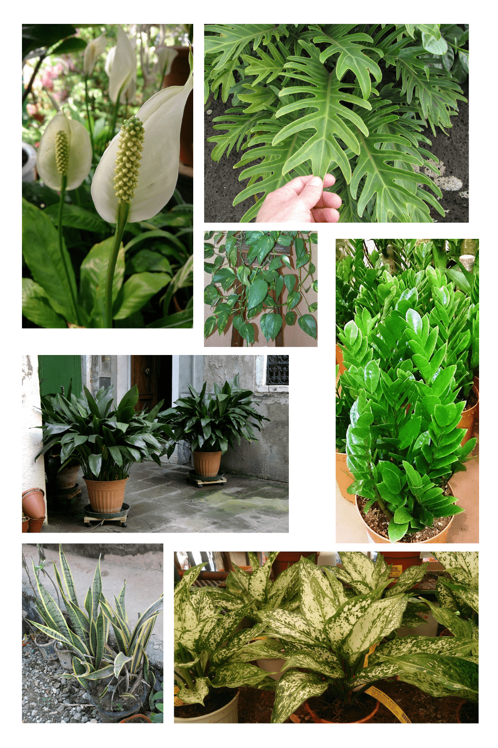 Best-plants-for-low-light